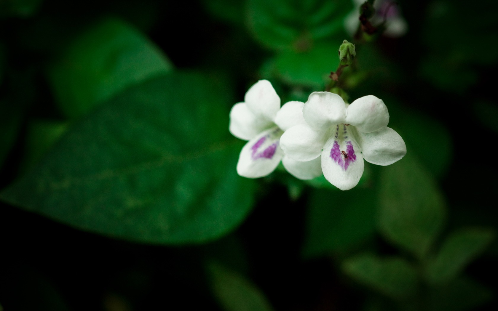 HD Plant Wallpaper #16 - 1680x1050