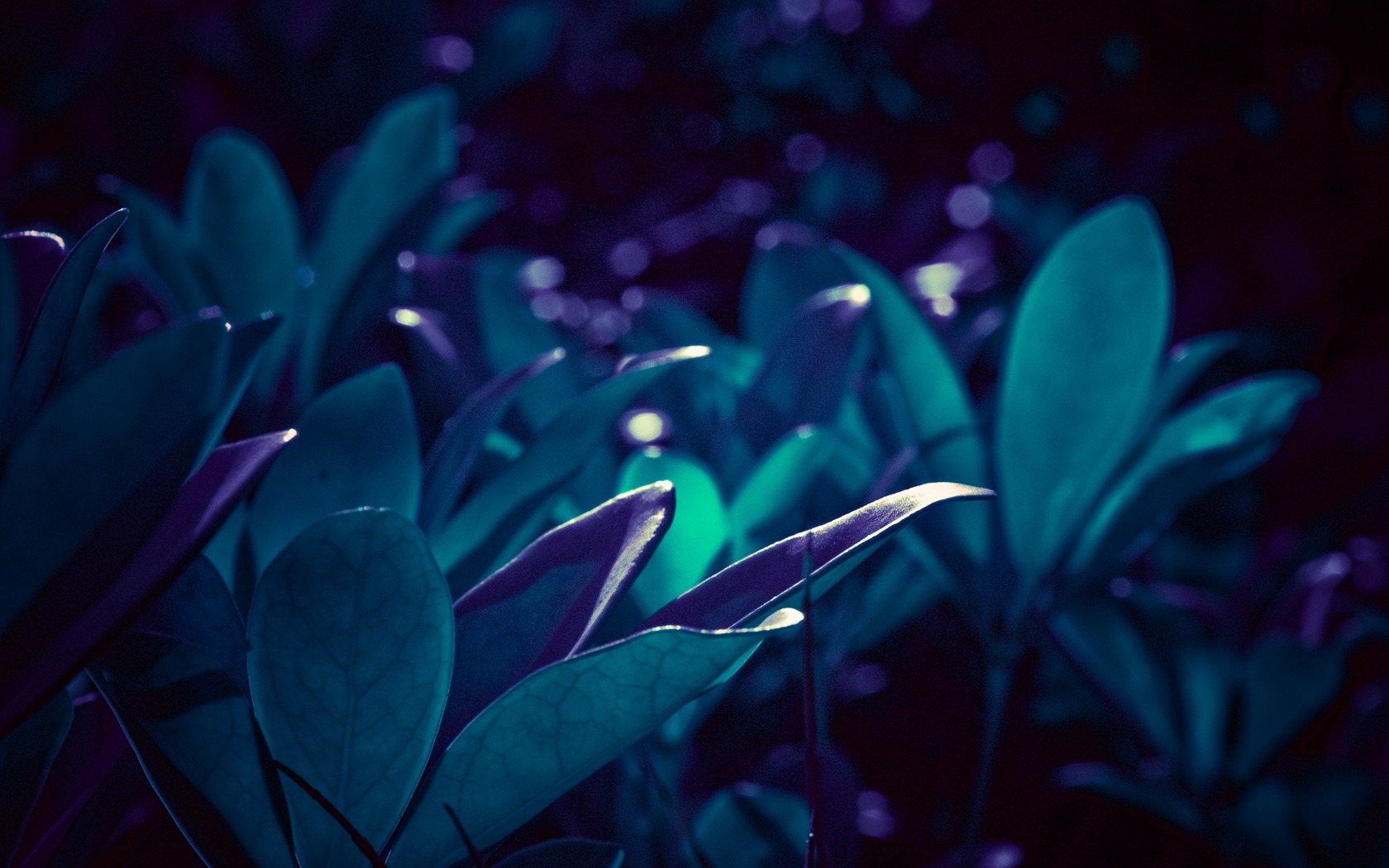 HD Plant Wallpaper #17 - 1680x1050