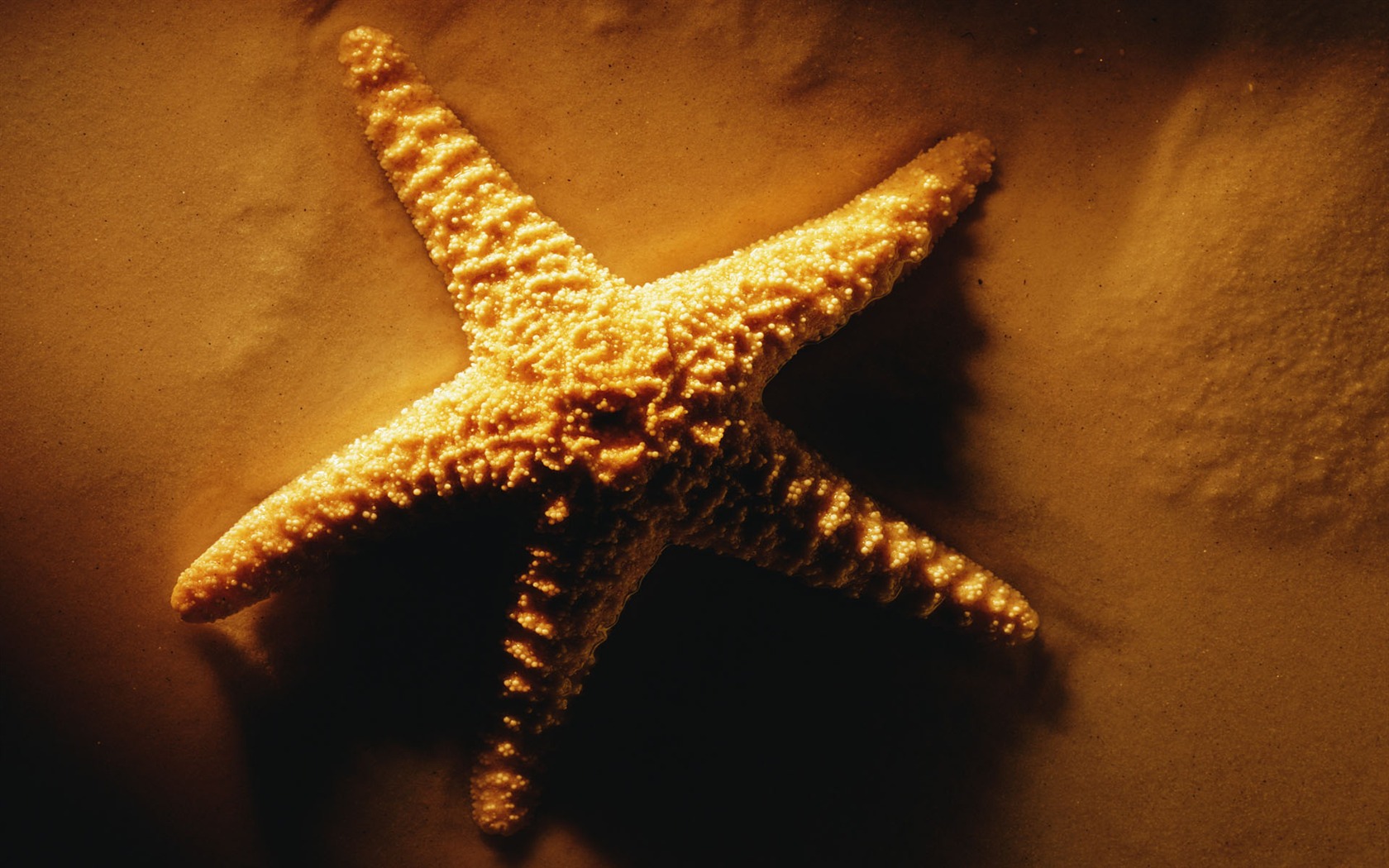 tisíciletí biologický Wallpaper #3 - 1680x1050