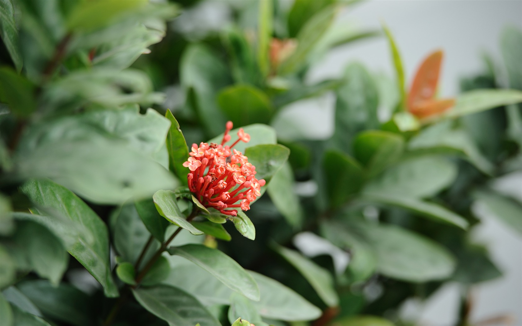 Nikon D700 proofs Wallpaper #6 - 1680x1050