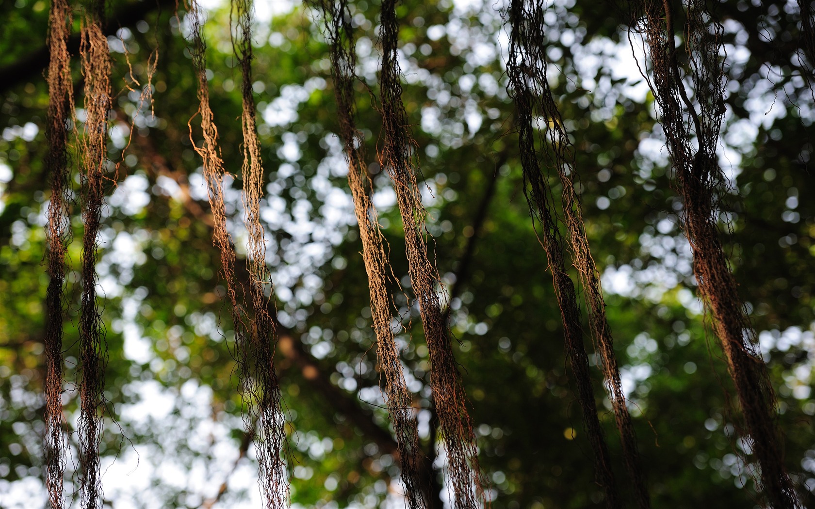 Nikon D700 proofs Wallpaper #19 - 1680x1050