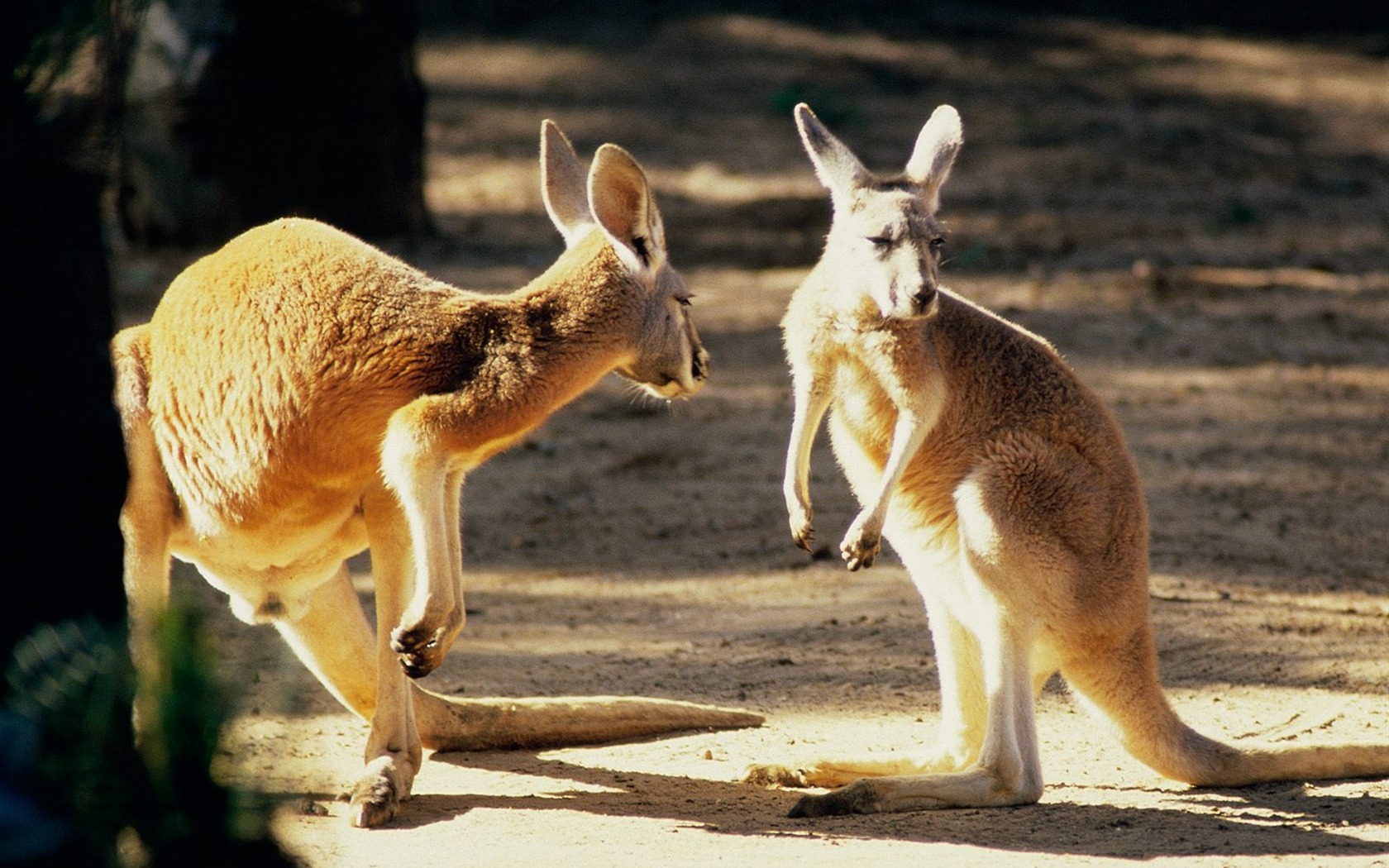 Características hermosos paisajes de Australia #23 - 1680x1050