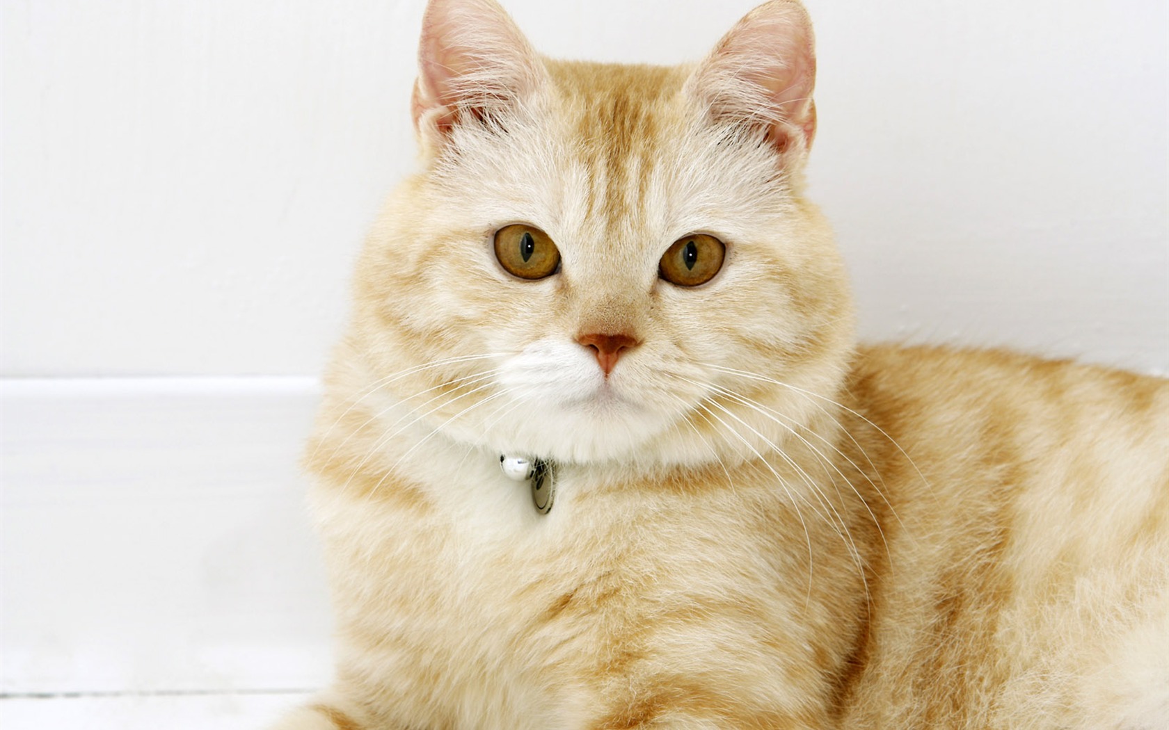 HD cute little kitty wallpaper #7 - 1680x1050