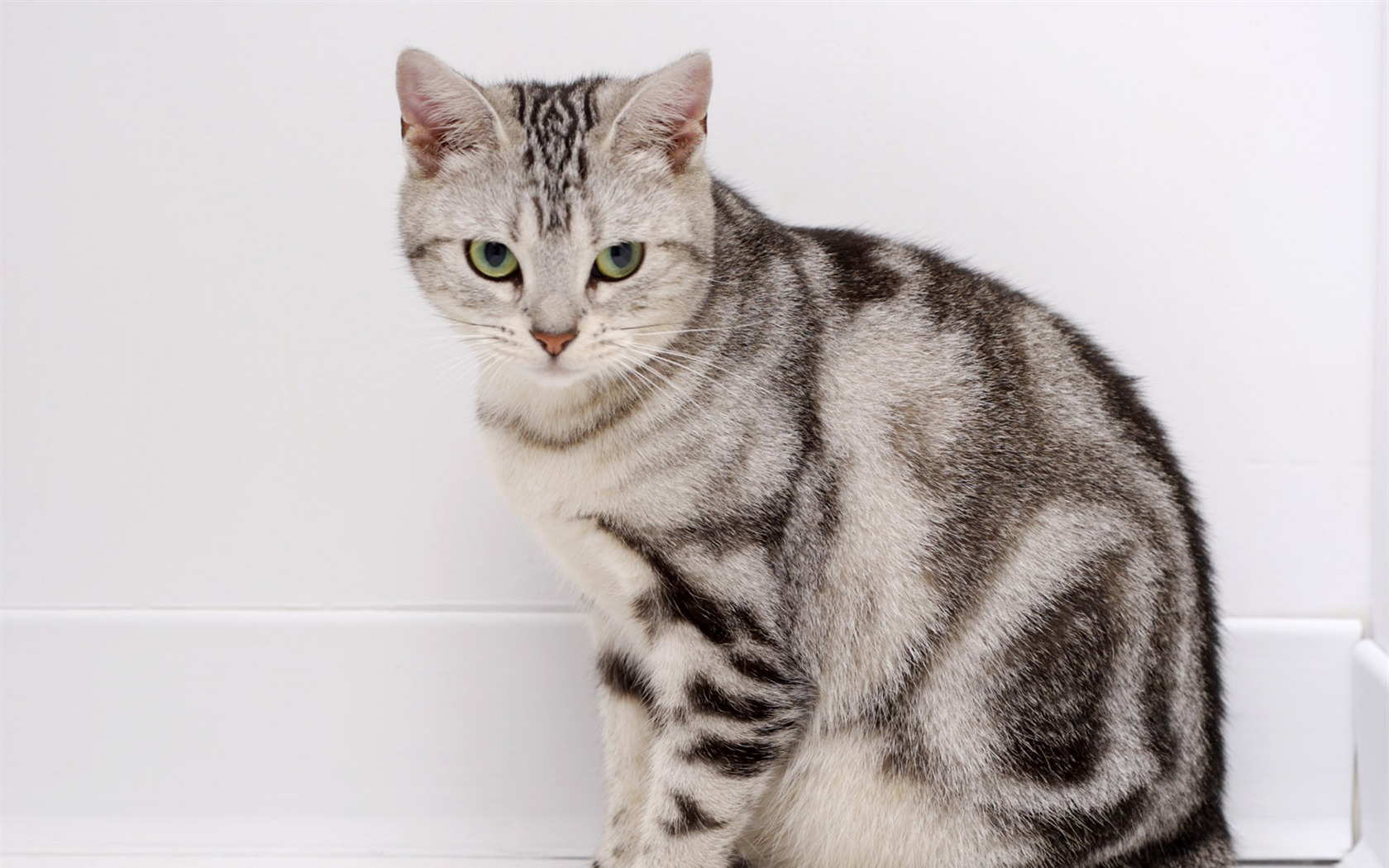 HD cute little kitty wallpaper #9 - 1680x1050