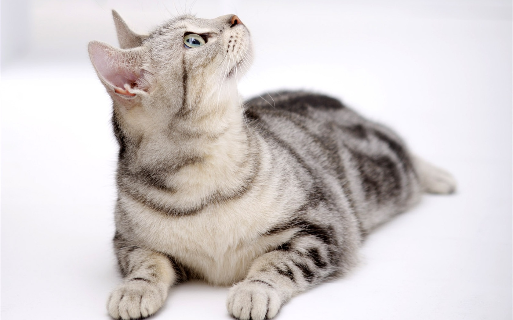 HD cute little kitty wallpaper #19 - 1680x1050