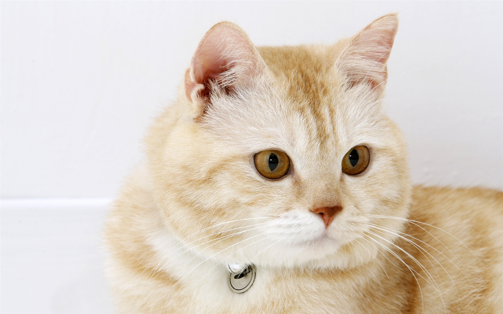 HD papel tapiz lindo gatito #32 - 1680x1050