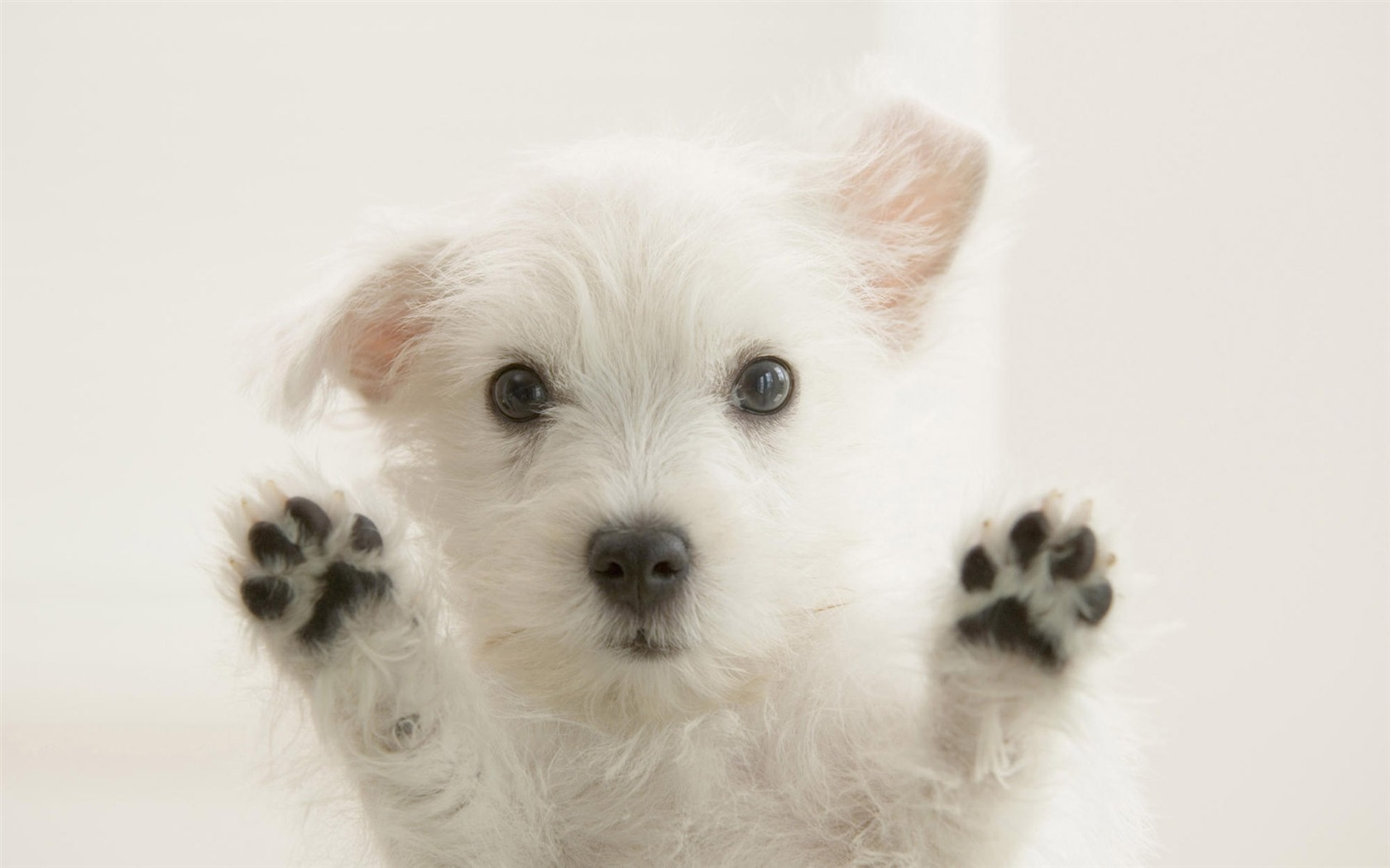 かわいい子犬写真壁紙 13 1680x1050 壁紙ダウンロード かわいい子犬写真壁紙 動物 壁紙