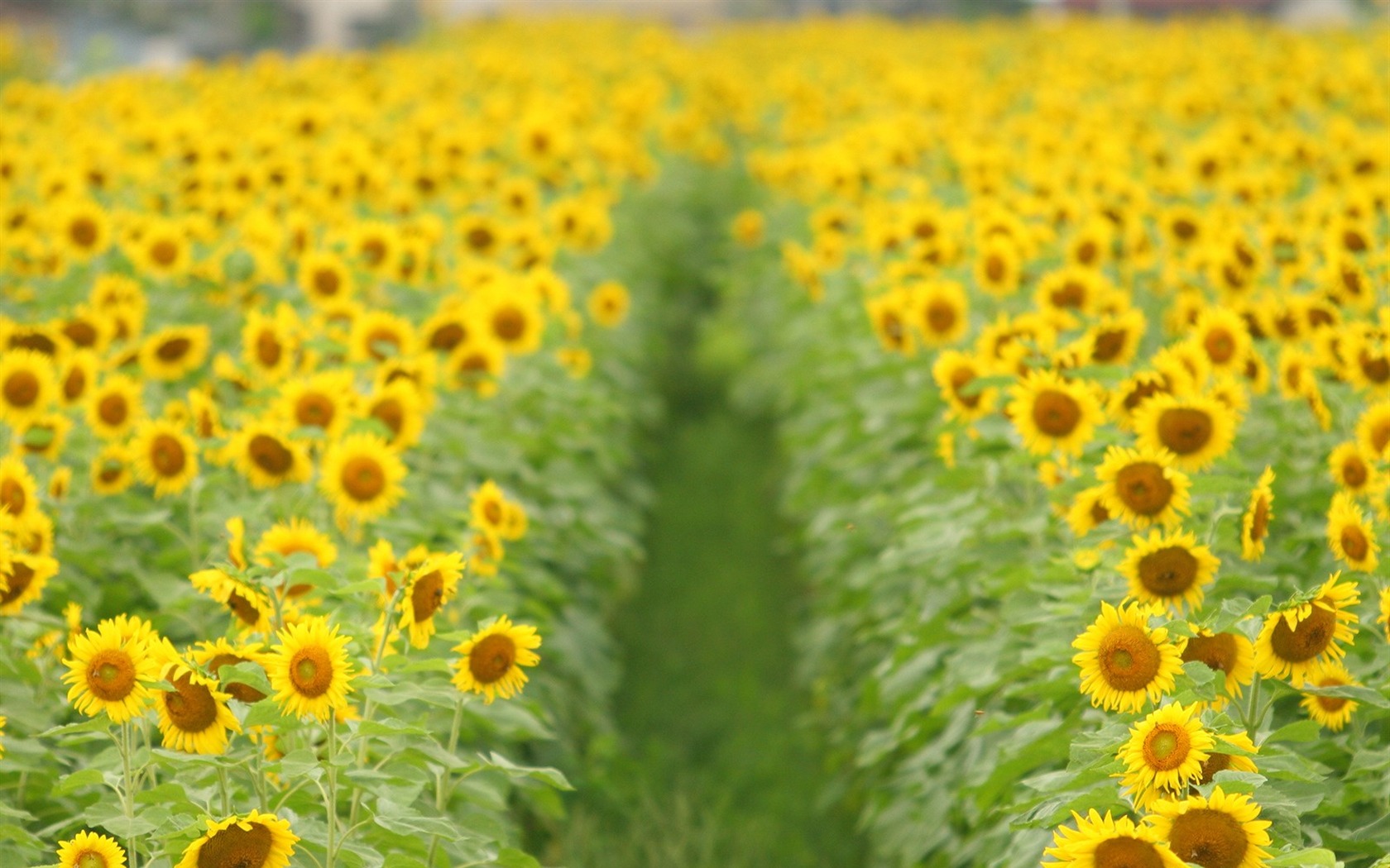 Fond d'écran homme de tournesol Shan #10 - 1680x1050