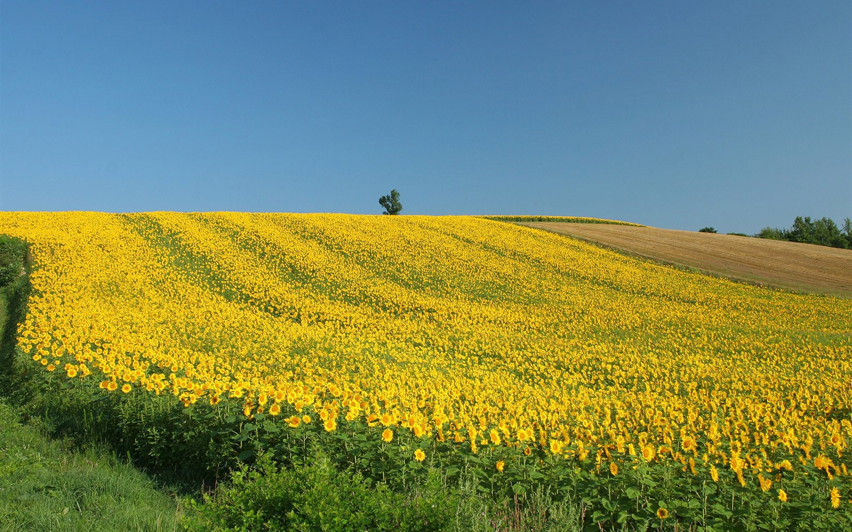 Man Shan sunflower wallpaper #15 - 1680x1050