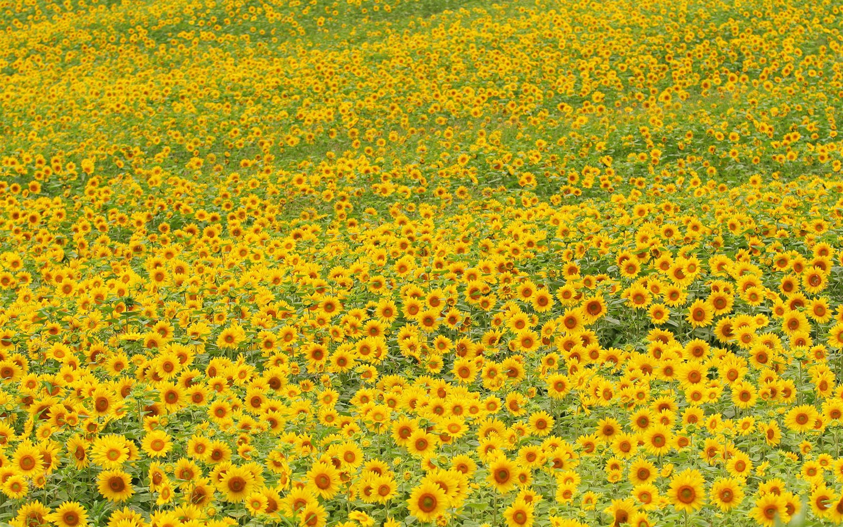 Man Shan sunflower wallpaper #18 - 1680x1050