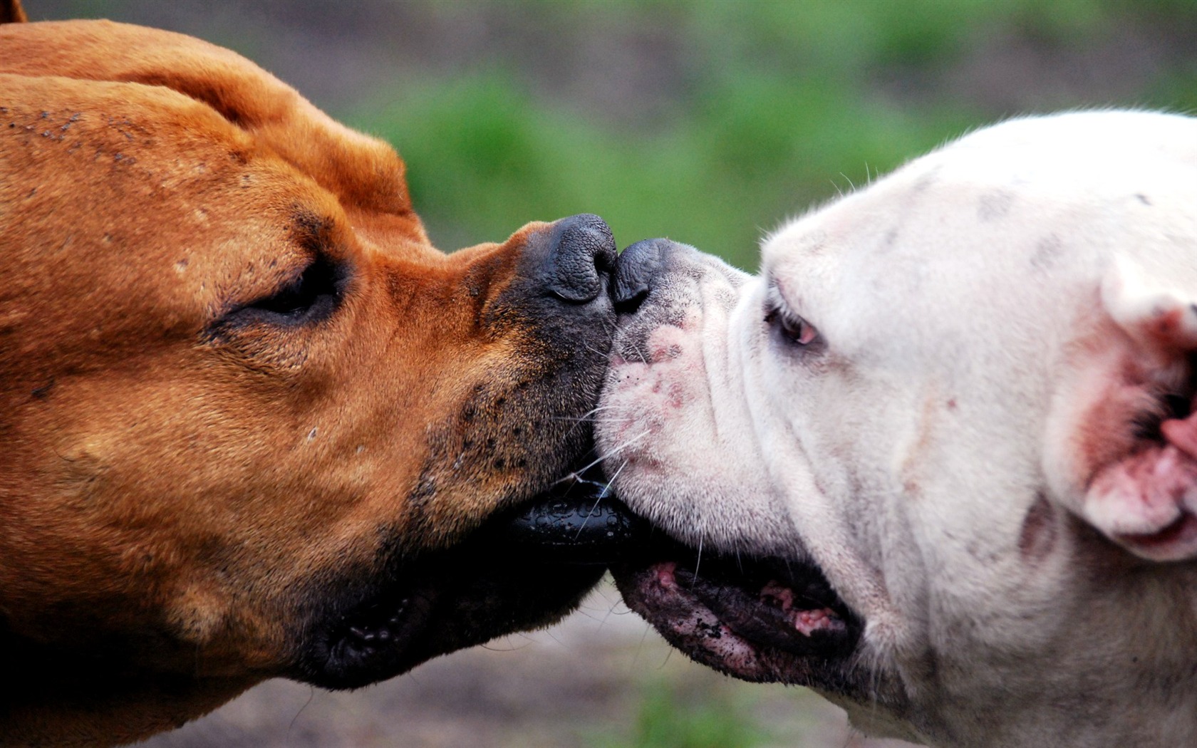 Animals moments wallpaper #5 - 1680x1050