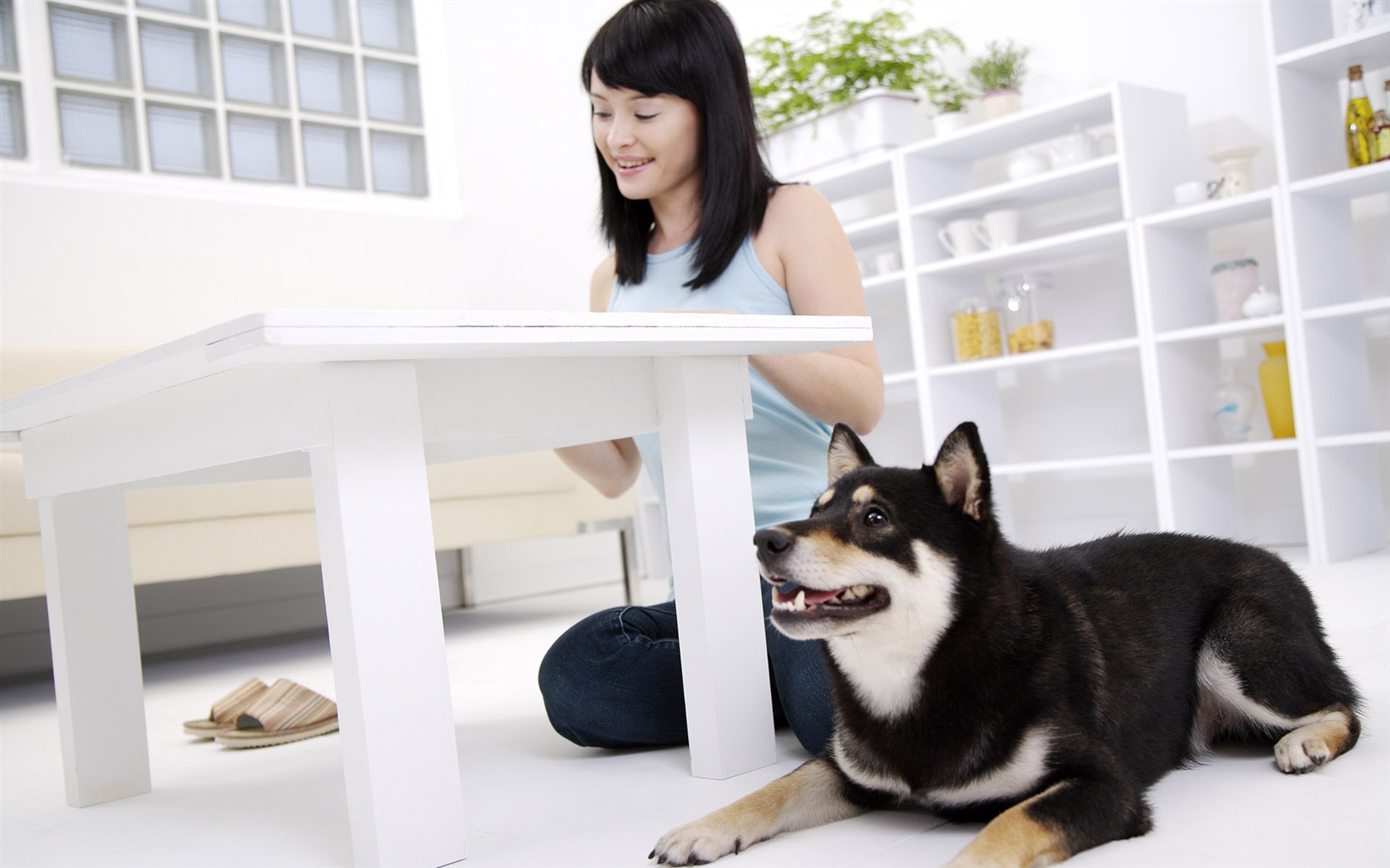 Beauty and the pet HD wallpaper #6 - 1680x1050