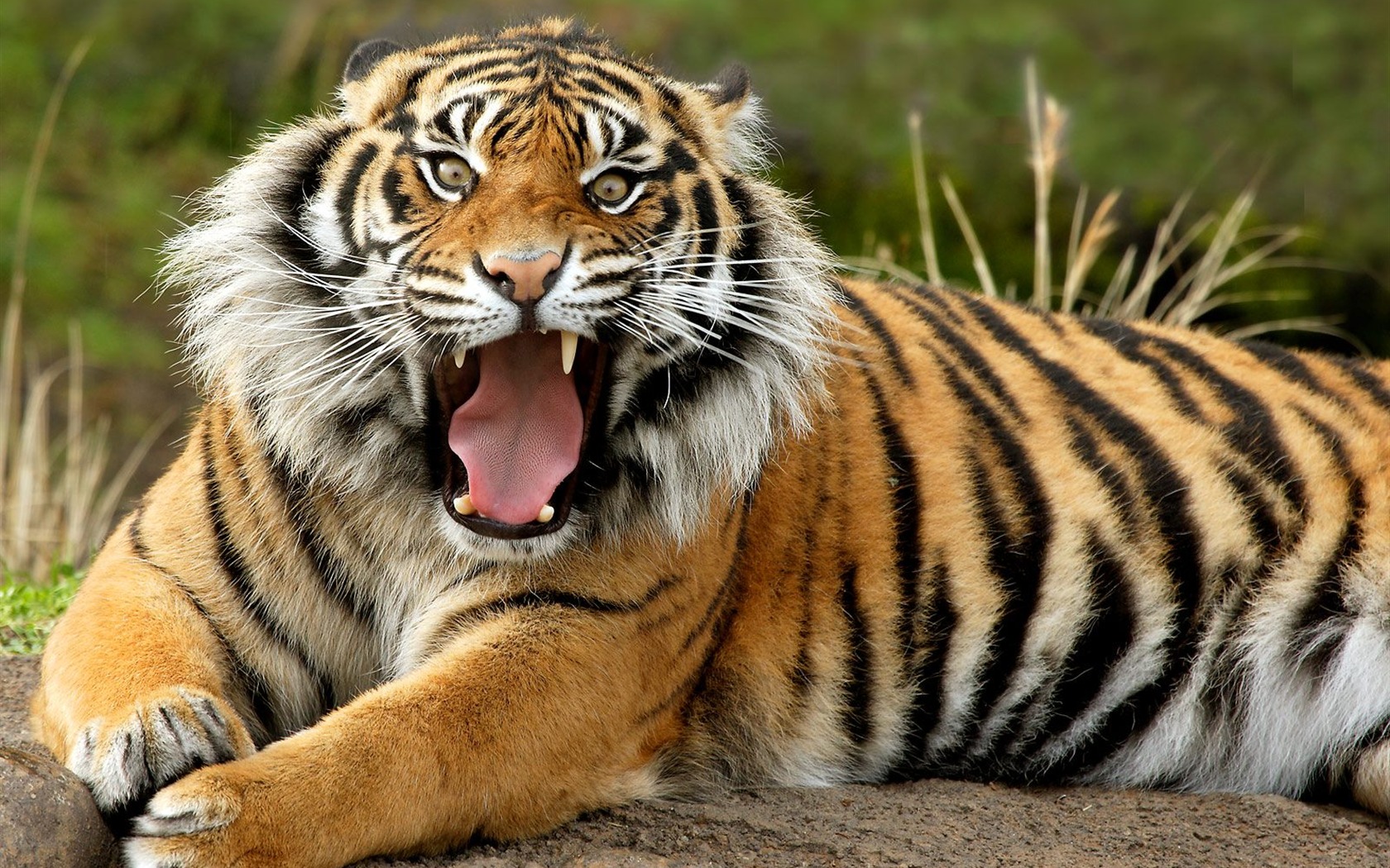 Tiger Foto Wallpaper #1 - 1680x1050