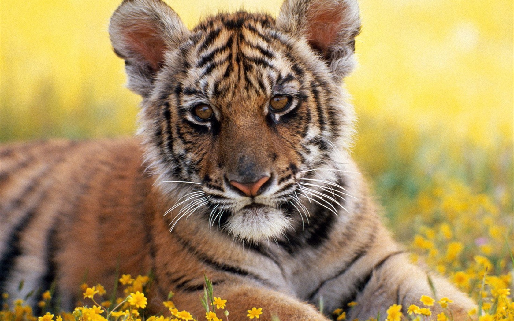 Tiger Foto Wallpaper #6 - 1680x1050