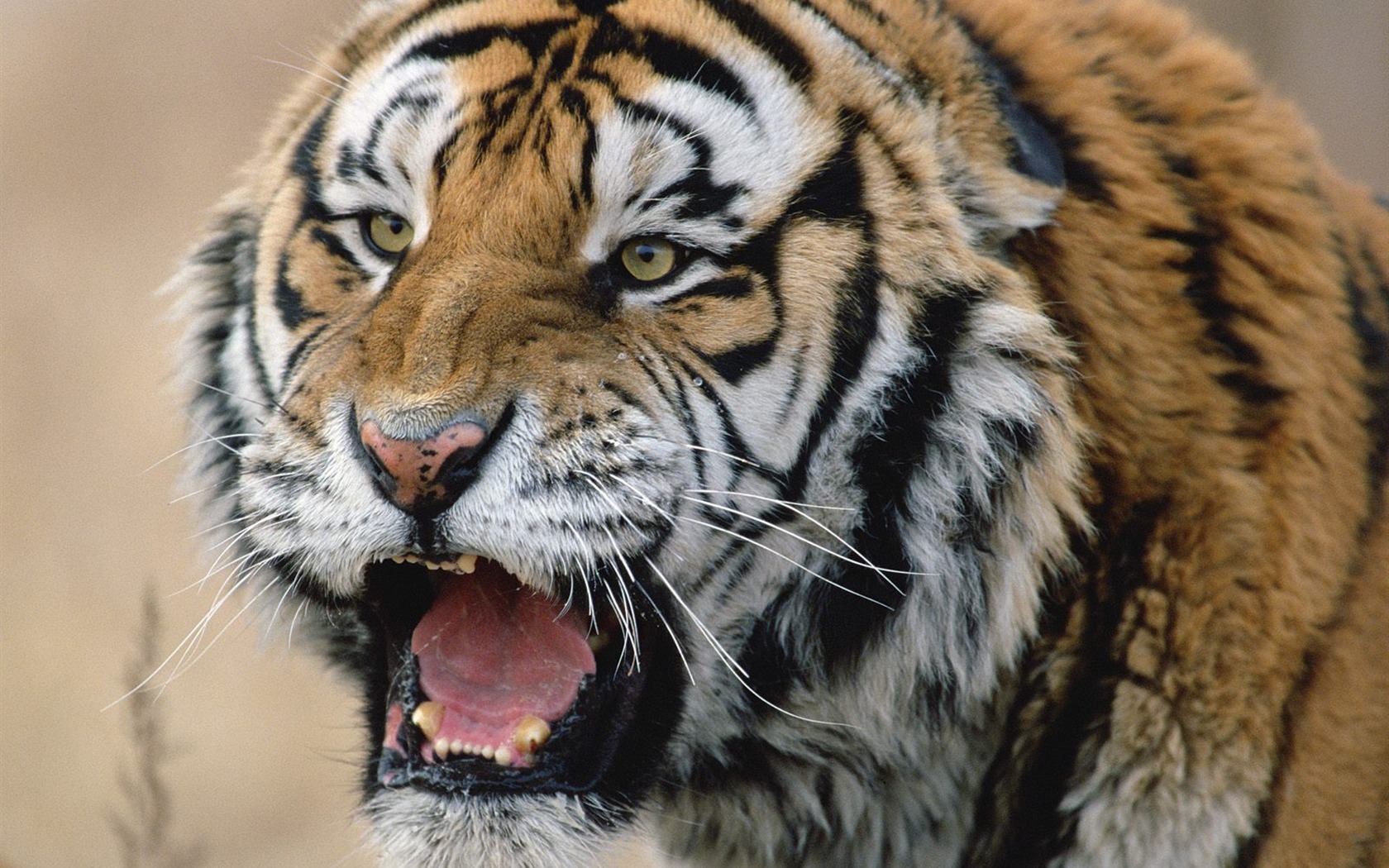 Tiger Foto Wallpaper #25 - 1680x1050