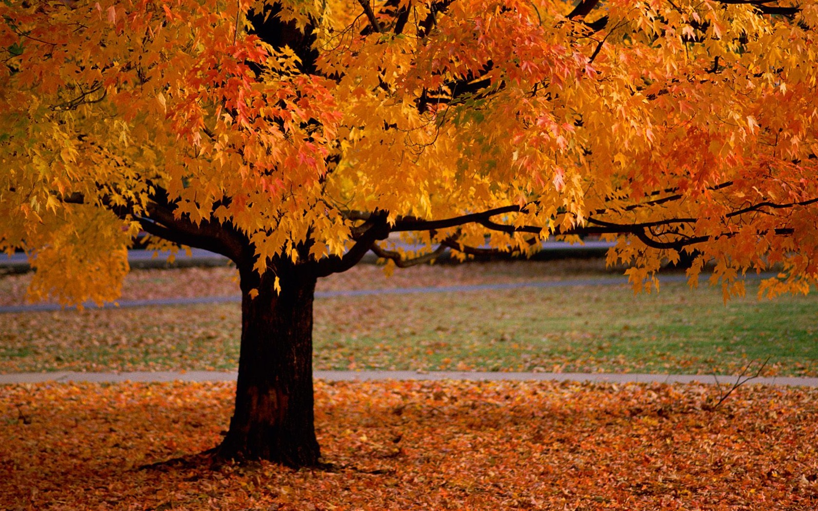 Autumn scenery beautiful wallpaper #2 - 1680x1050