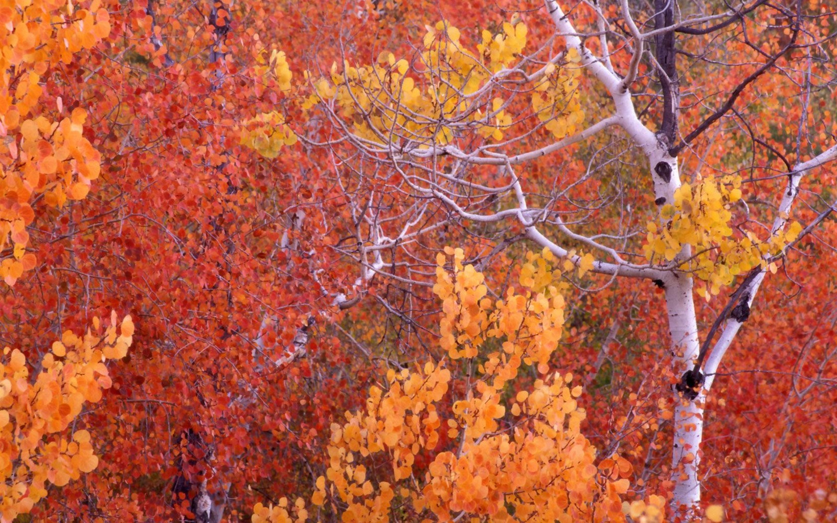 Podzimní krajina krásná tapeta #8 - 1680x1050