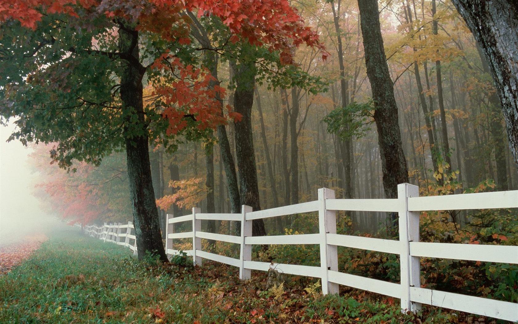 Herbstlandschaft schöne Tapete #24 - 1680x1050