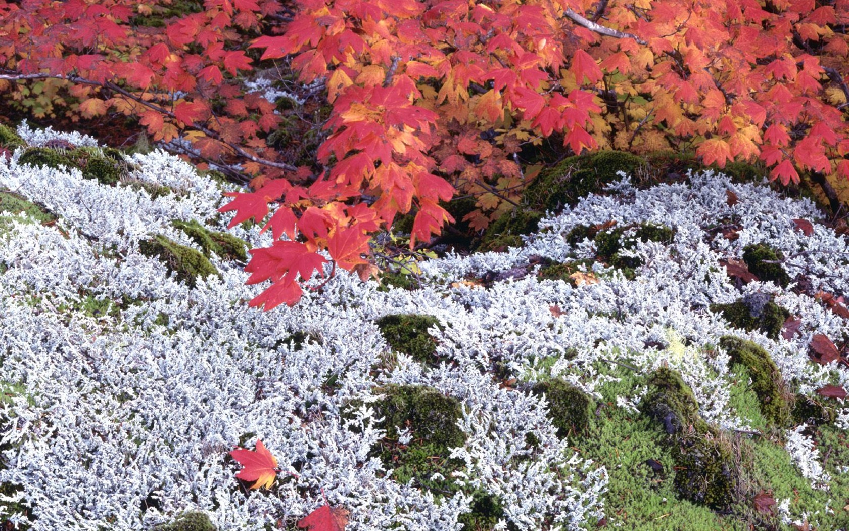 Herbstlandschaft schöne Tapete #25 - 1680x1050