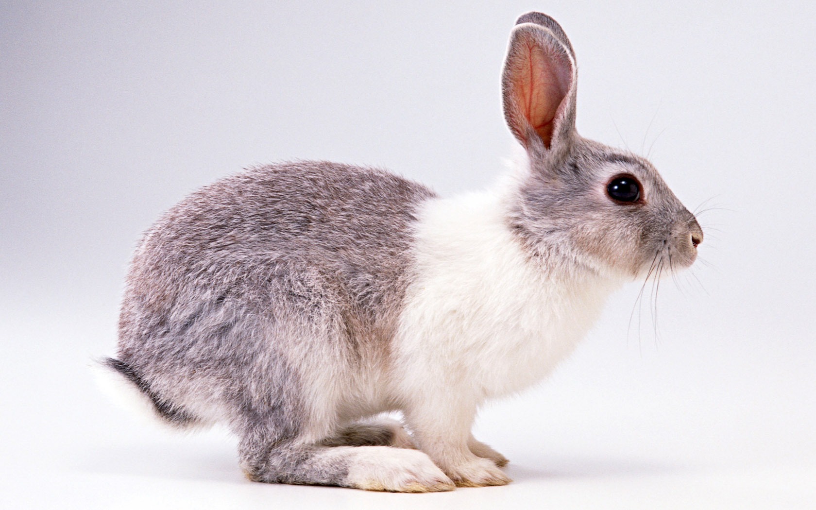 Cute little animals wallpaper (2) #1 - 1680x1050