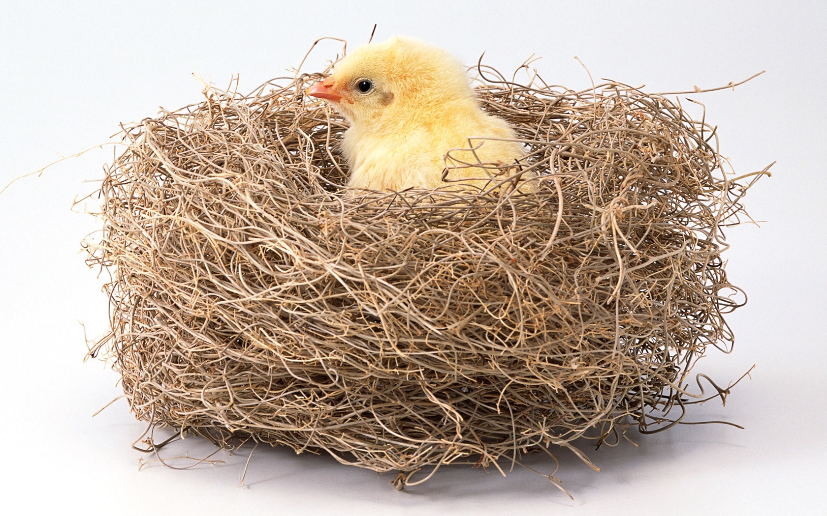 Cute little animals wallpaper (2) #3 - 1680x1050