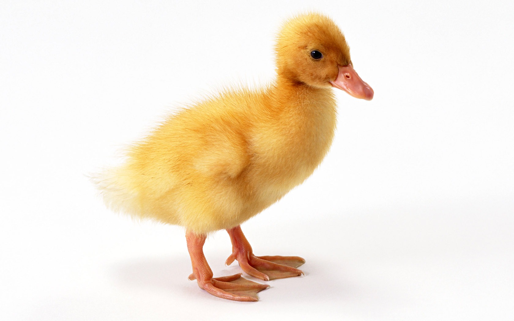 Cute little animals wallpaper (2) #10 - 1680x1050