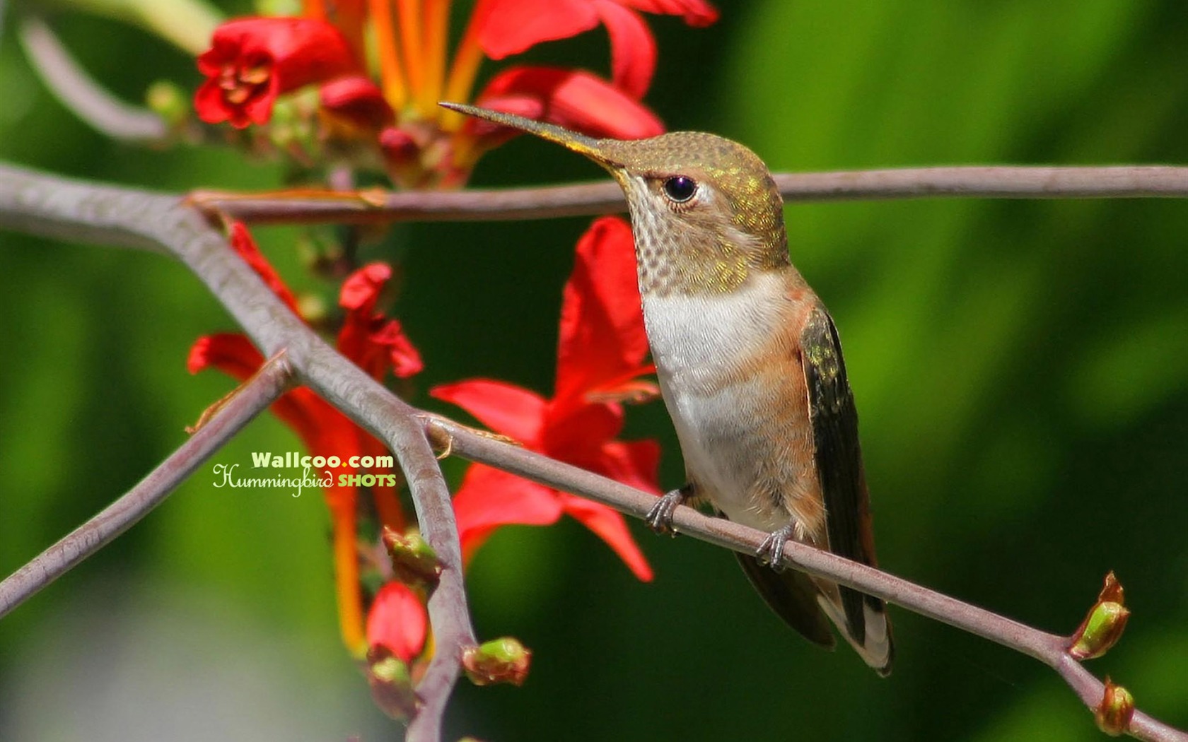 hummingbirds Foto Wallpaper #1 - 1680x1050