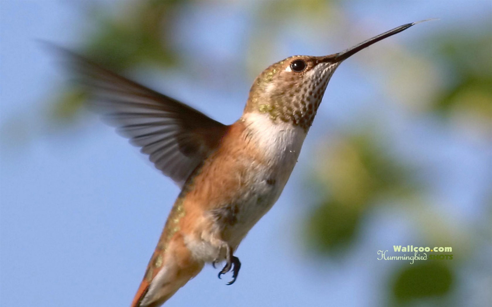 Hummingbirds Photo Wallpaper #5 - 1680x1050