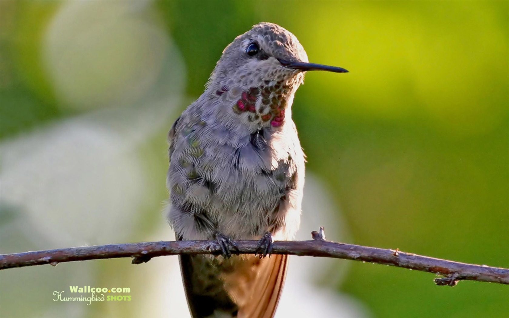 hummingbirds Foto Wallpaper #11 - 1680x1050