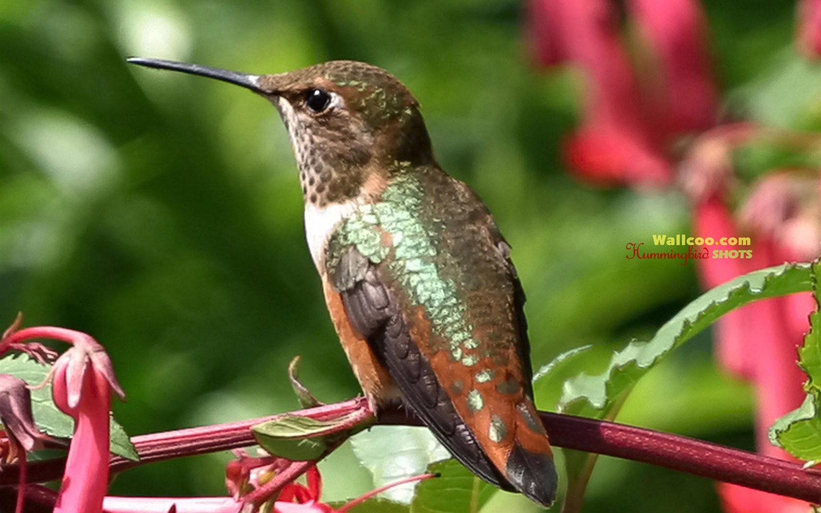 Hummingbirds Photo Wallpaper #22 - 1680x1050