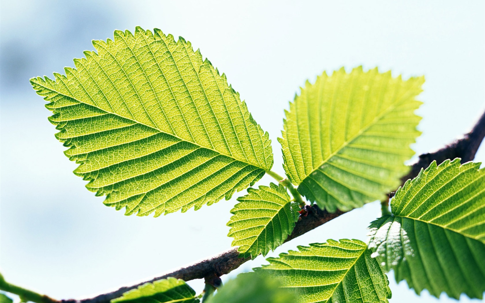 Cool green leaf wallpaper #18 - 1680x1050