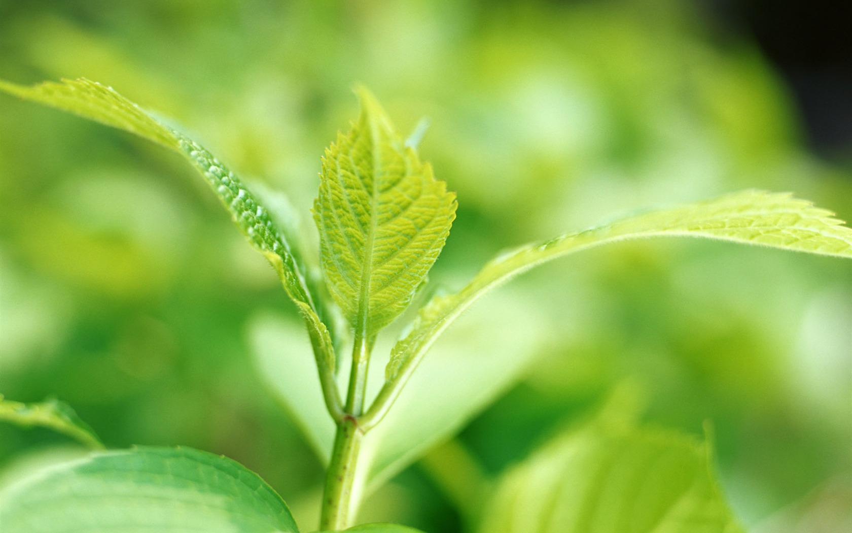 Cool green leaf wallpaper #25 - 1680x1050