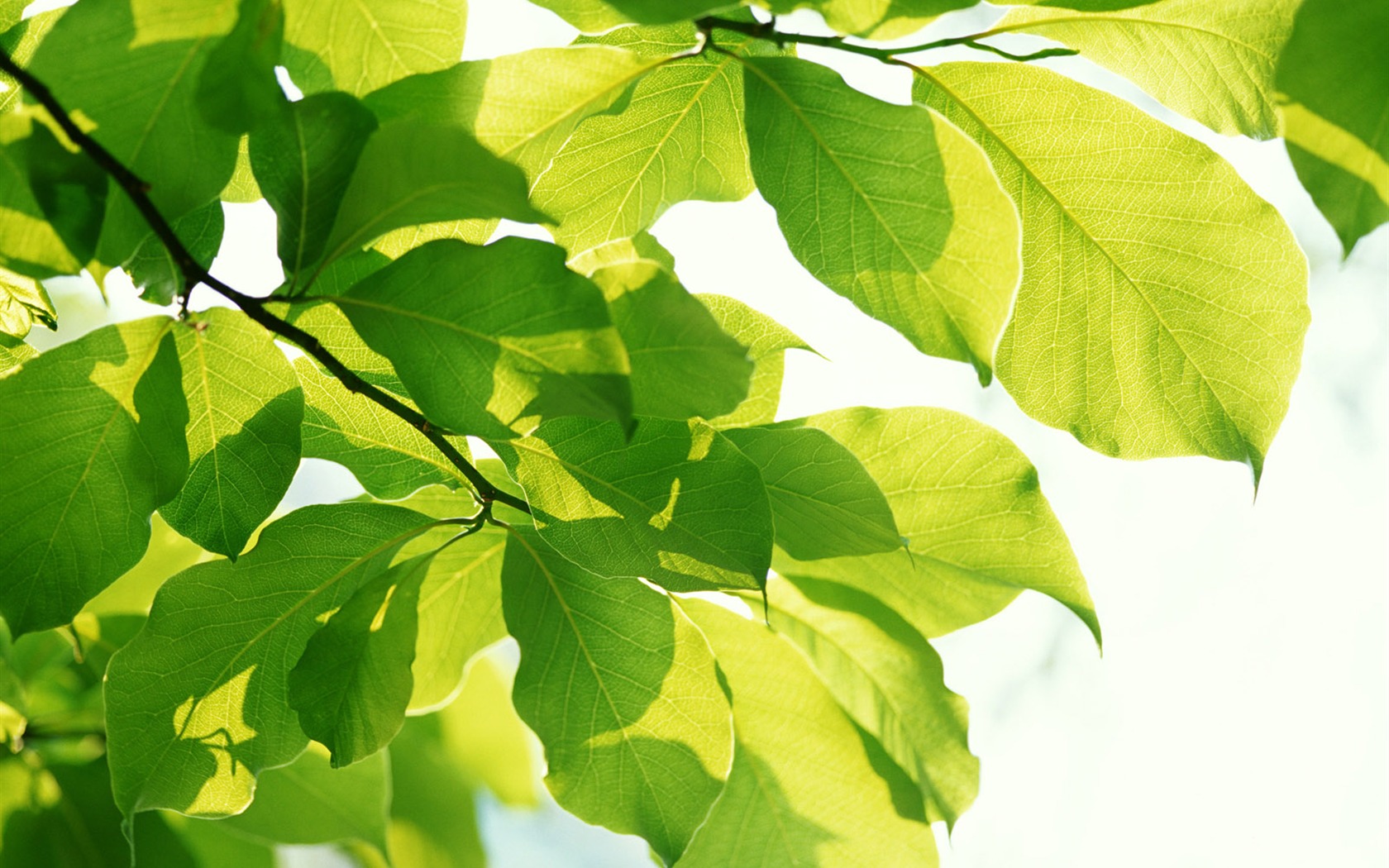 Cool green leaf wallpaper #39 - 1680x1050