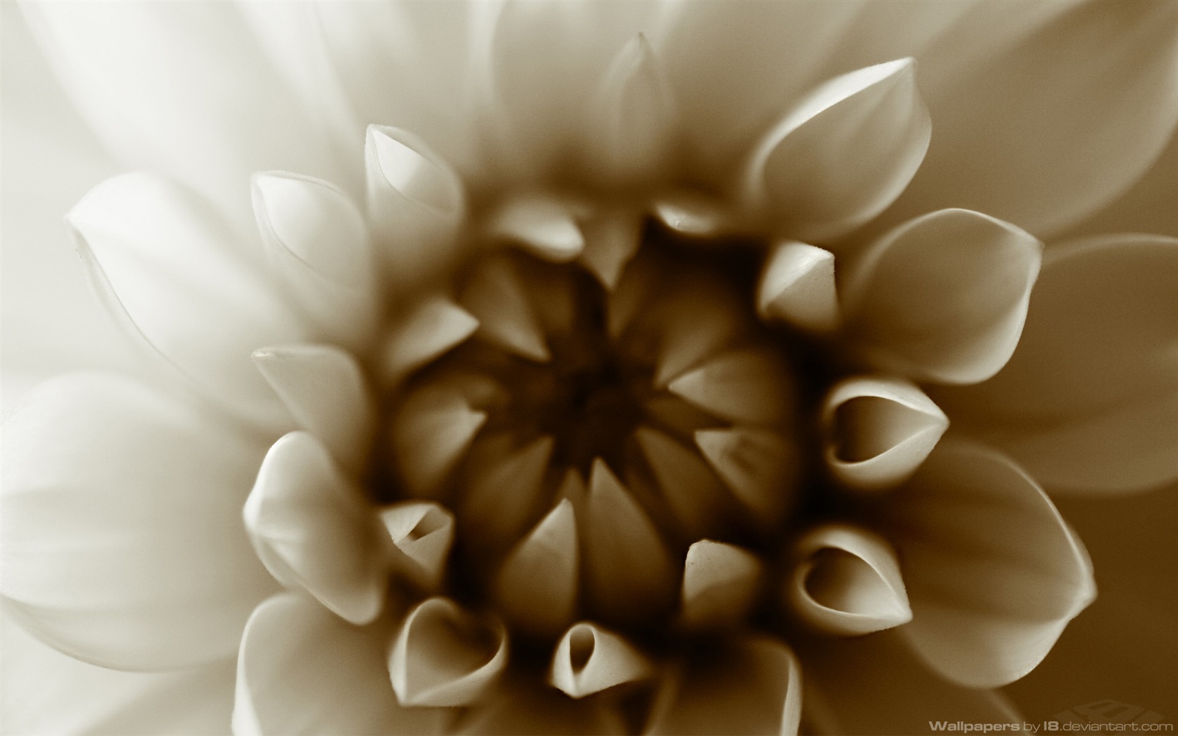 Flower Plants Wallpapers #15 - 1680x1050