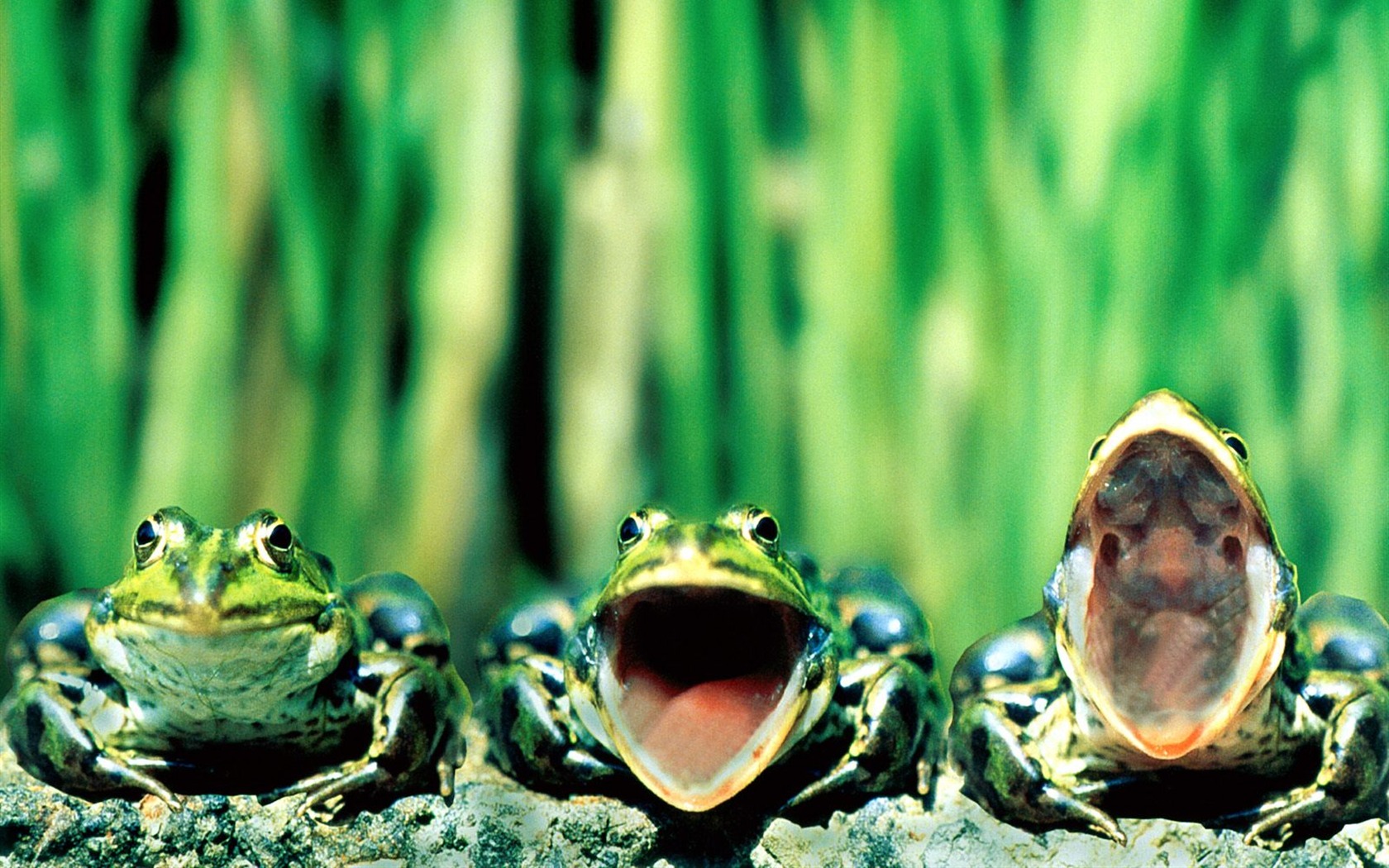 Frog Tapety Album #1 - 1680x1050