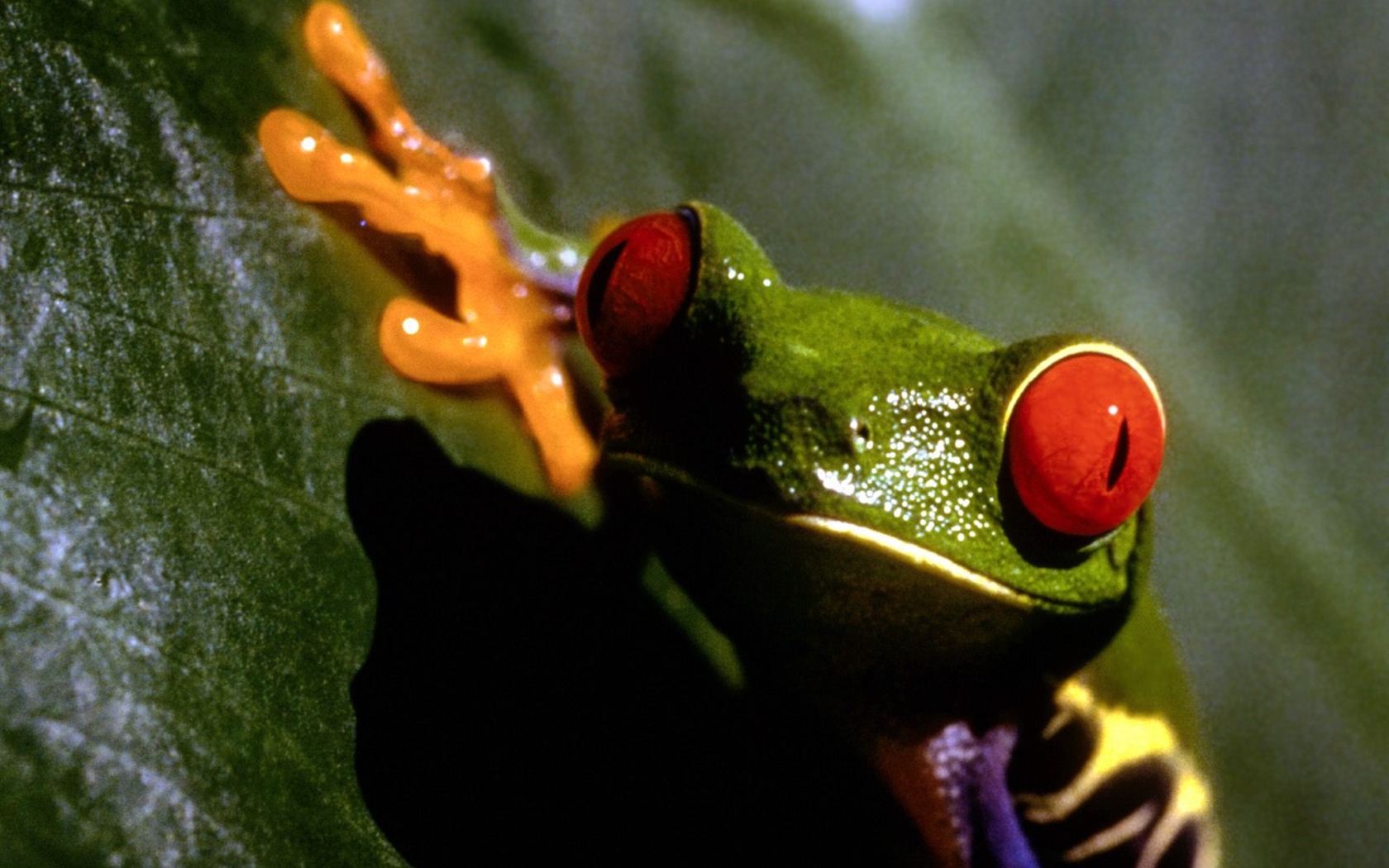 Frog Tapety Album #3 - 1680x1050