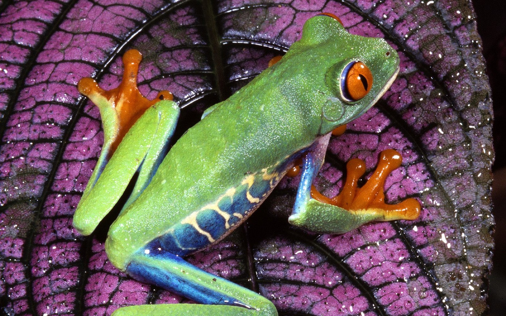 Frog Tapety Album #5 - 1680x1050