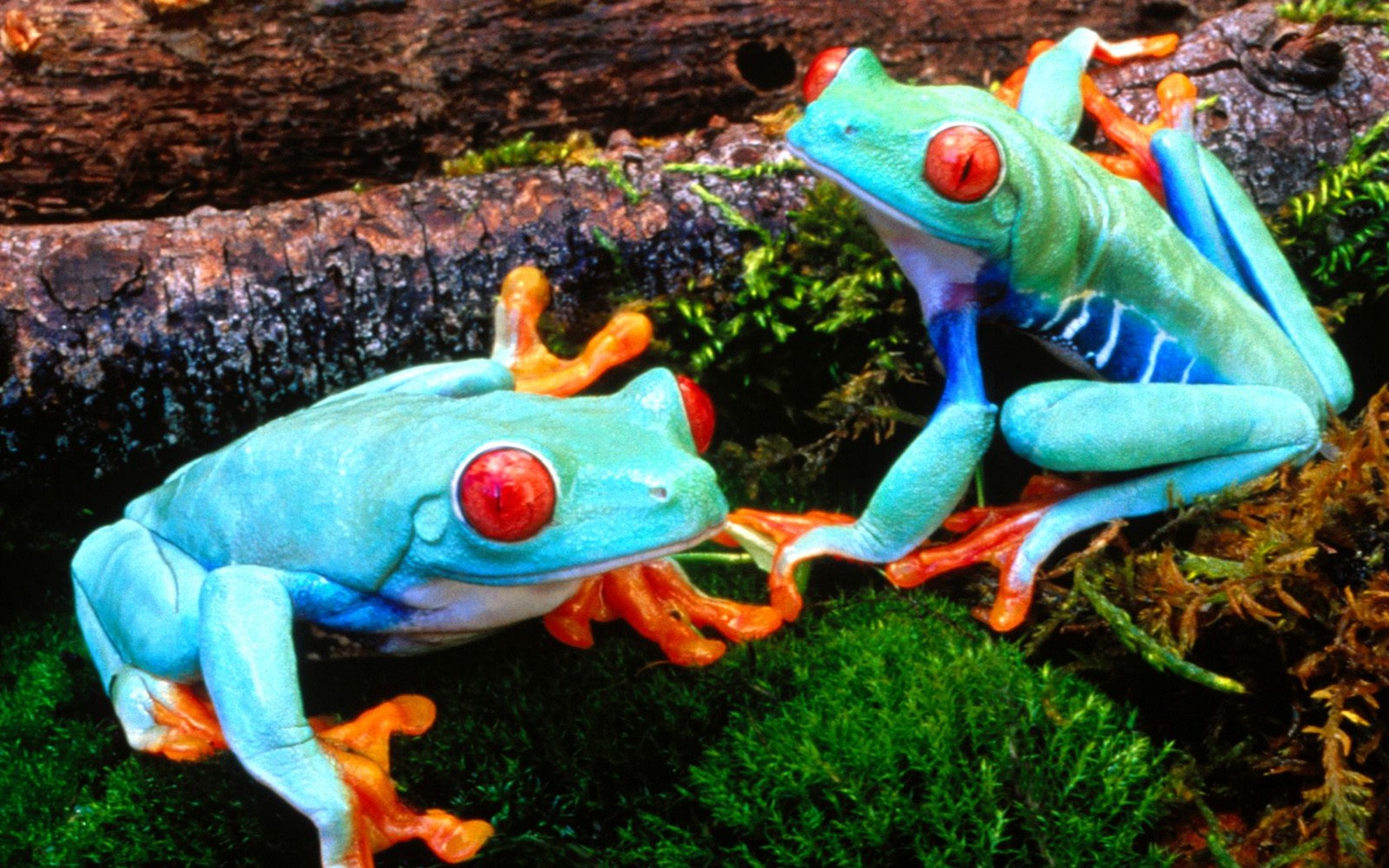 Frog Tapety Album #7 - 1680x1050