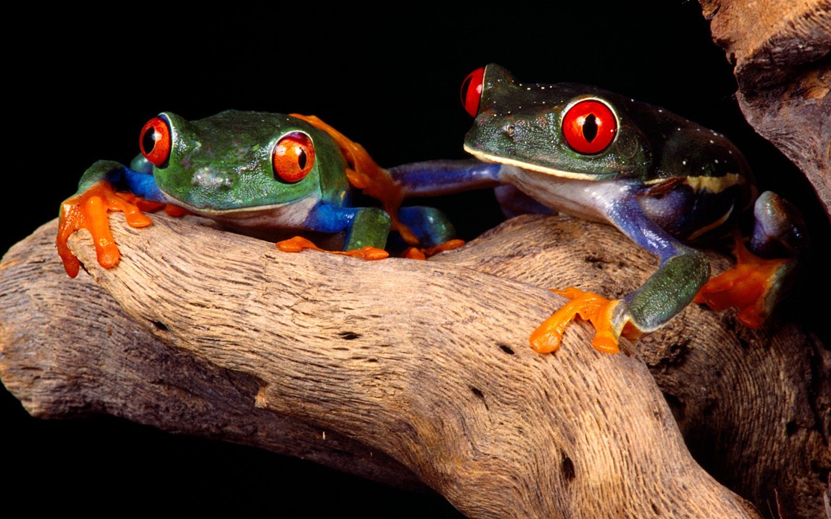 Frog Tapety Album #11 - 1680x1050