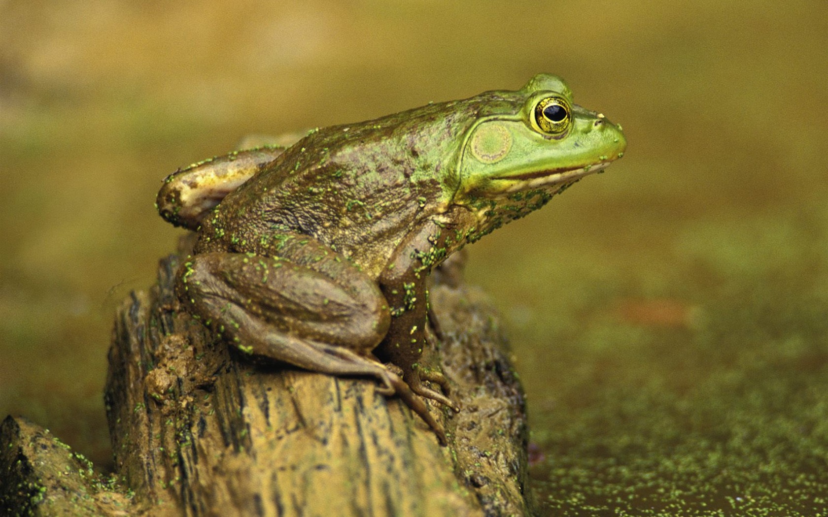 Frog Tapety Album #17 - 1680x1050