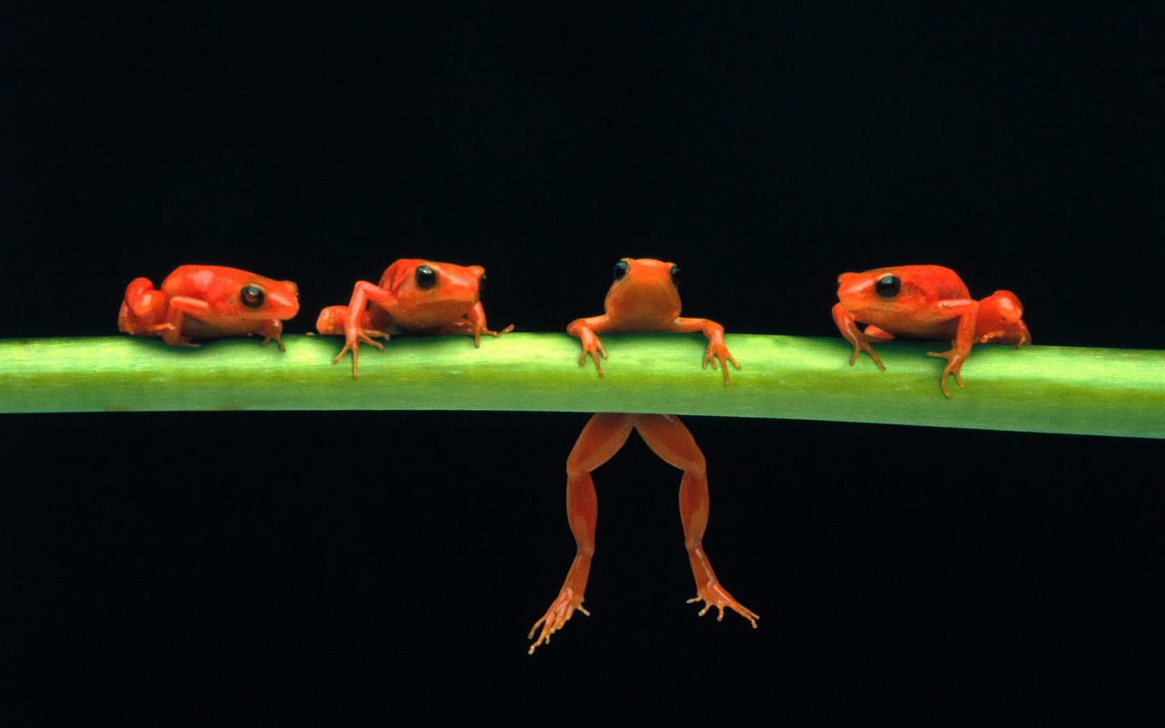 Frog Tapety Album #18 - 1680x1050