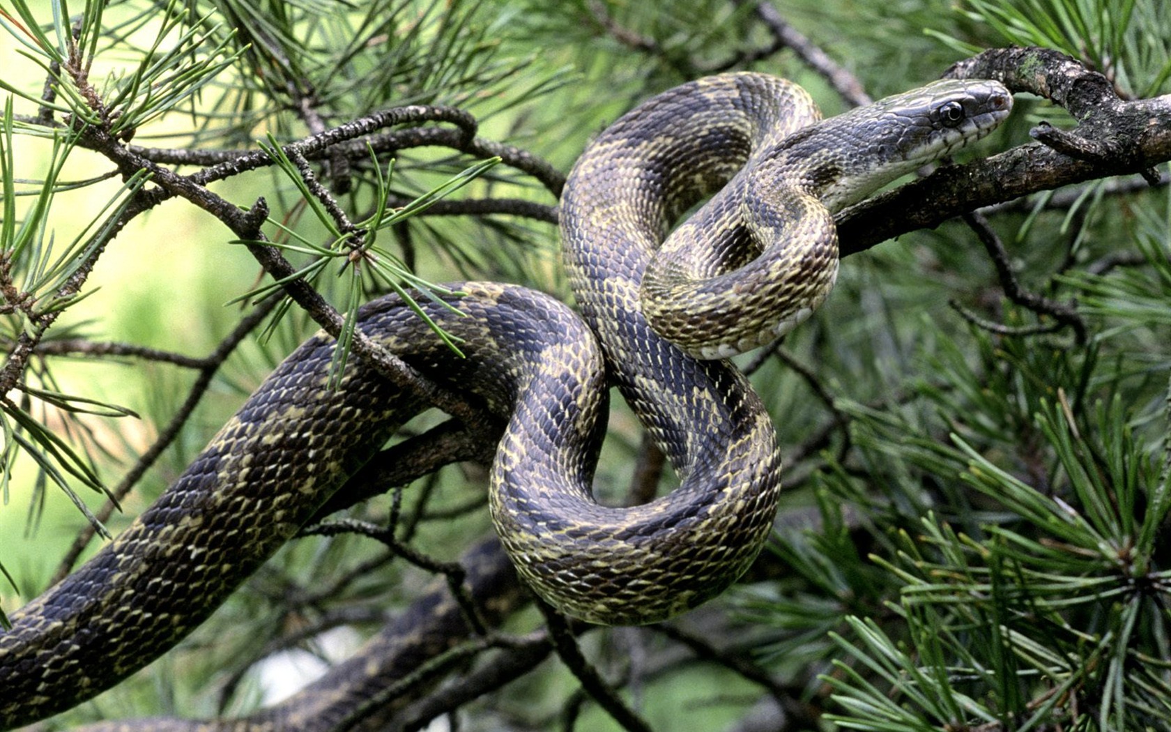 Snake Tapety Album #3 - 1680x1050
