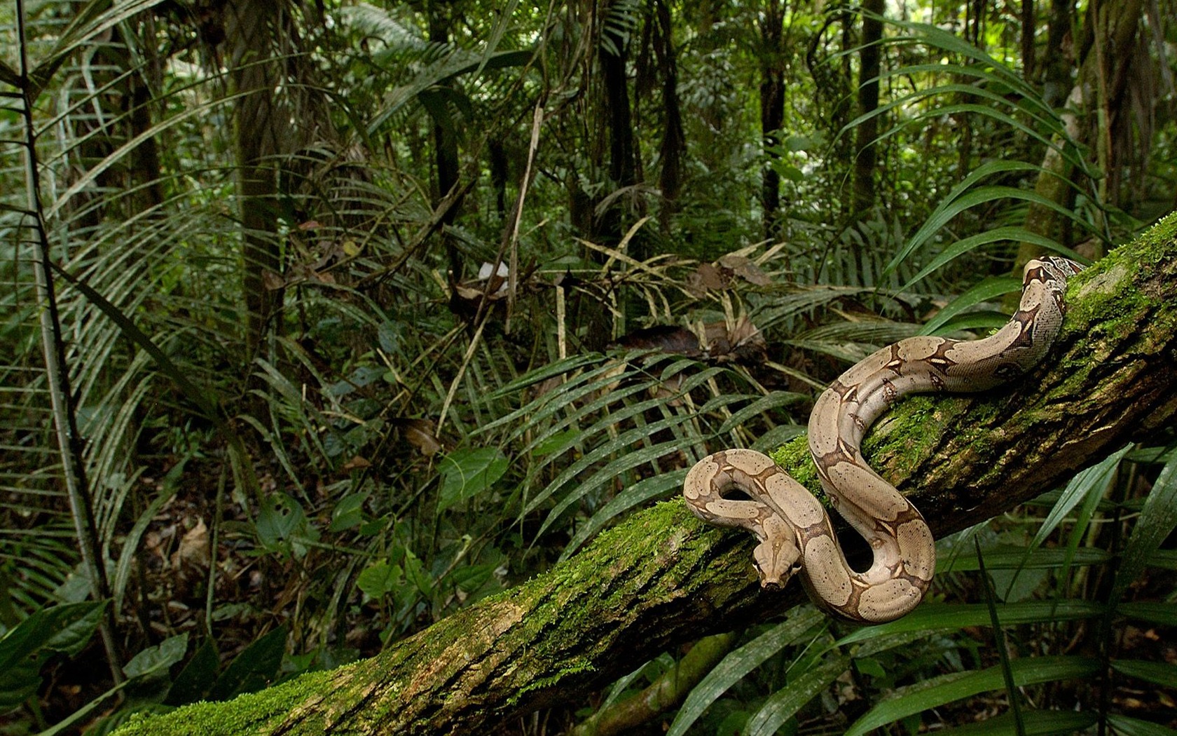 Snake Fondos álbum #4 - 1680x1050