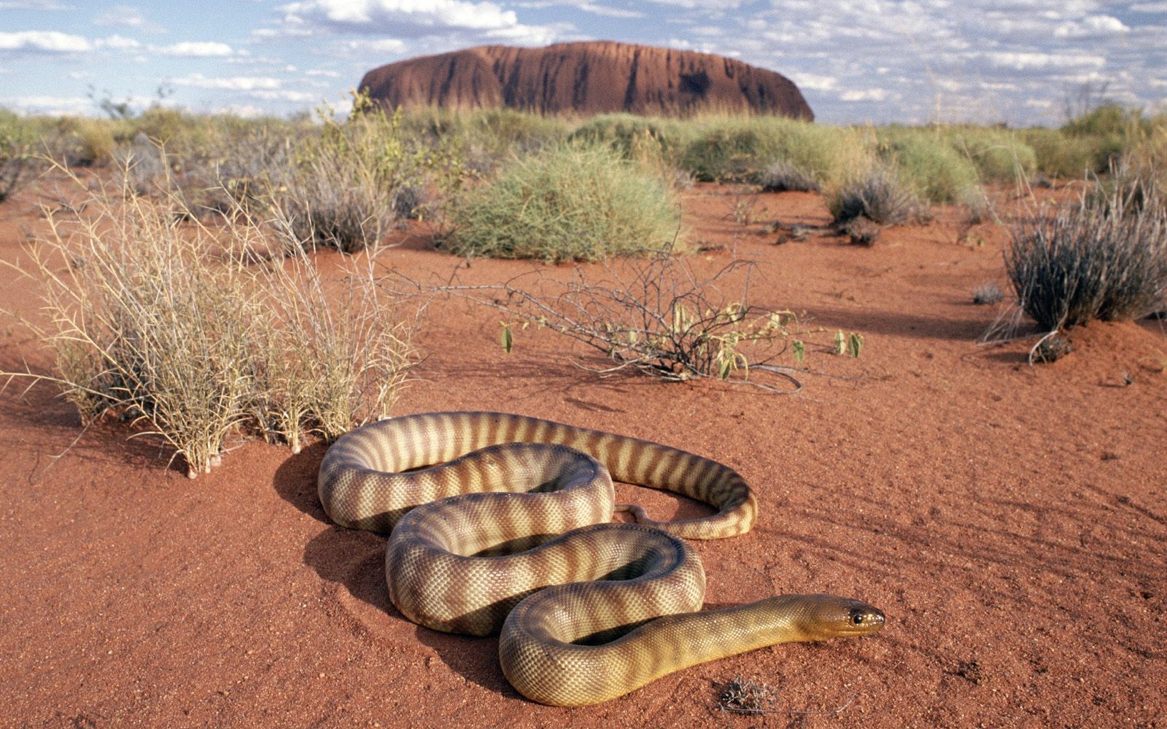 Snake Tapety Album #14 - 1680x1050