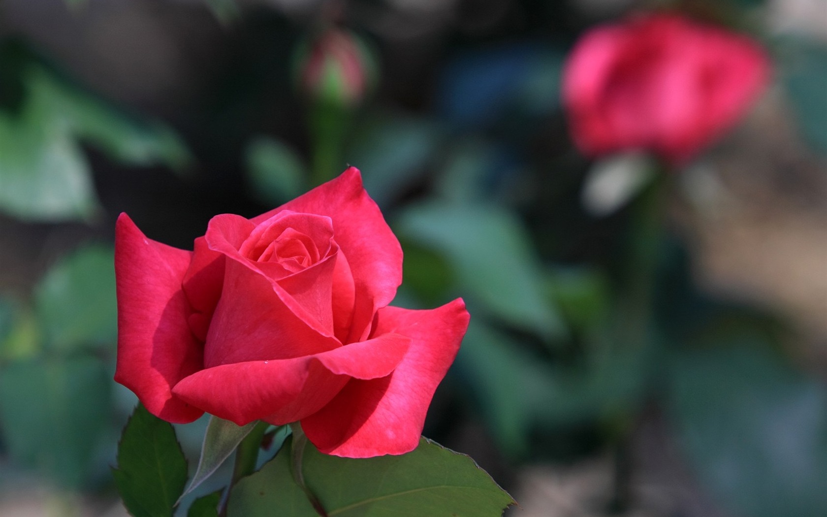 Flowers close-up (3) #5 - 1680x1050