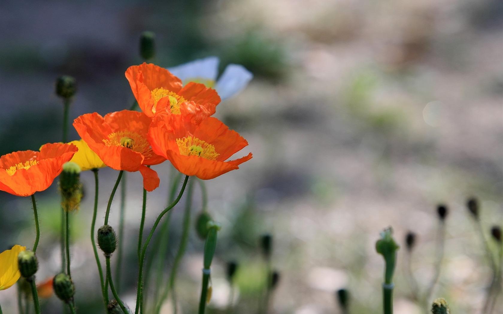 Flowers close-up (3) #10 - 1680x1050