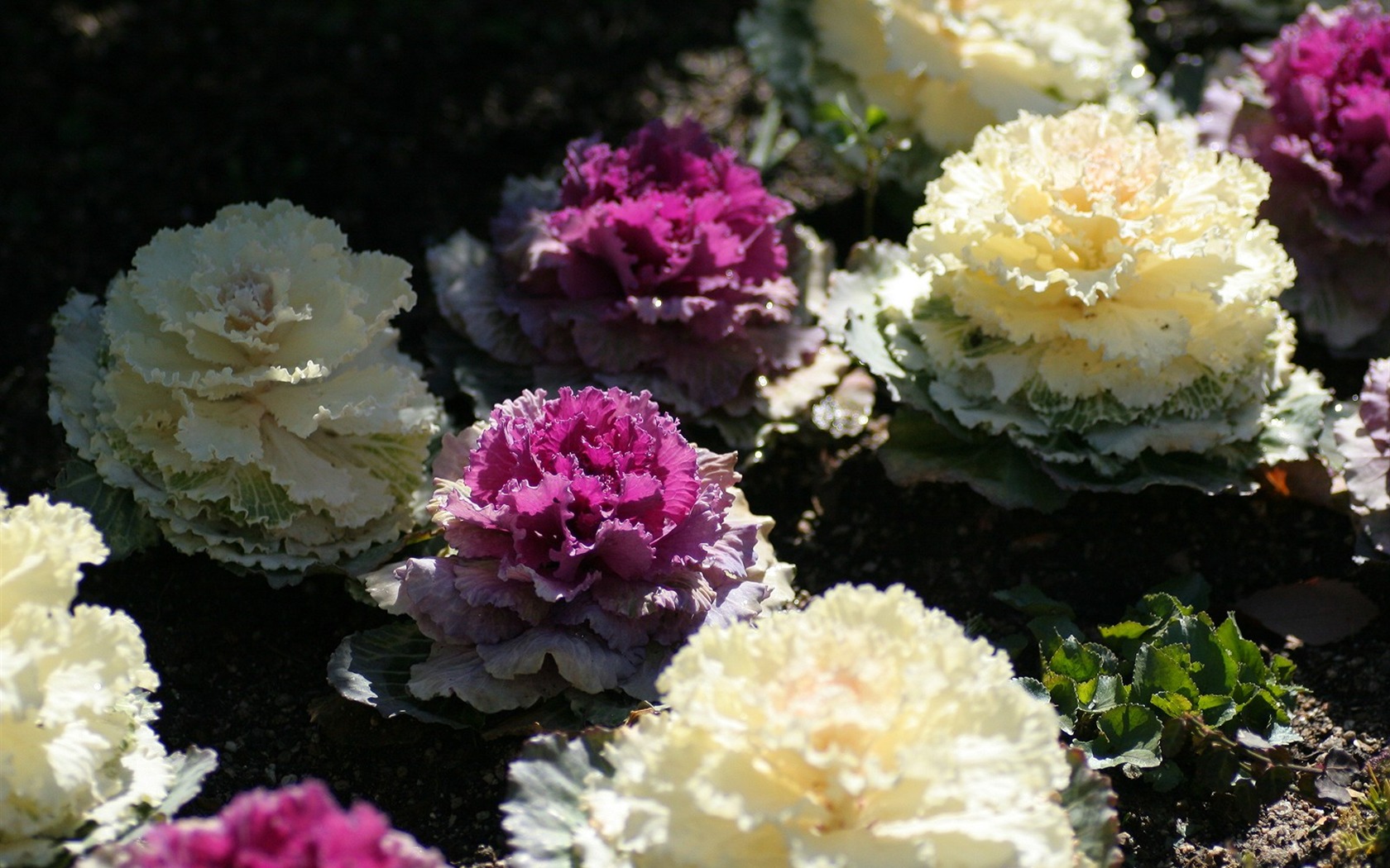 Flowers close-up (3) #19 - 1680x1050