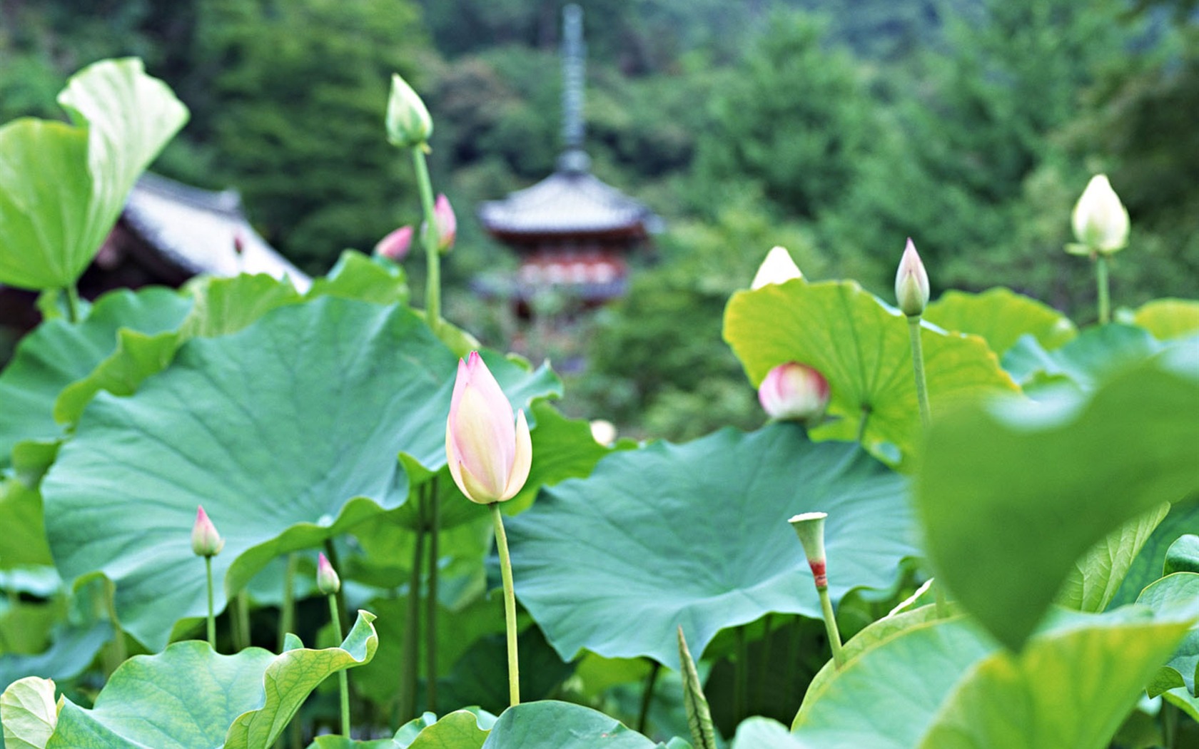Japan Special Cultural wallpaper #9 - 1680x1050