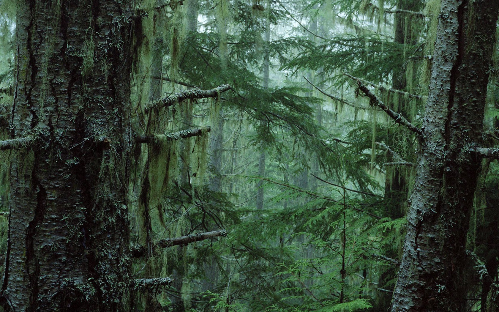 Forest tree wallpaper #11 - 1680x1050