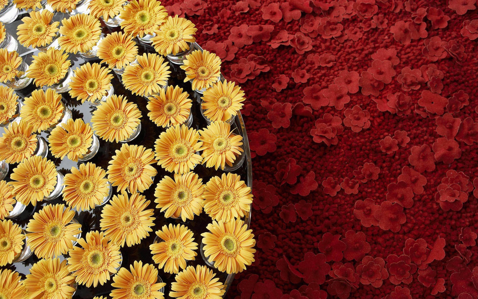 와이드 스크린 벽지 꽃 클로즈업 #21 - 1680x1050